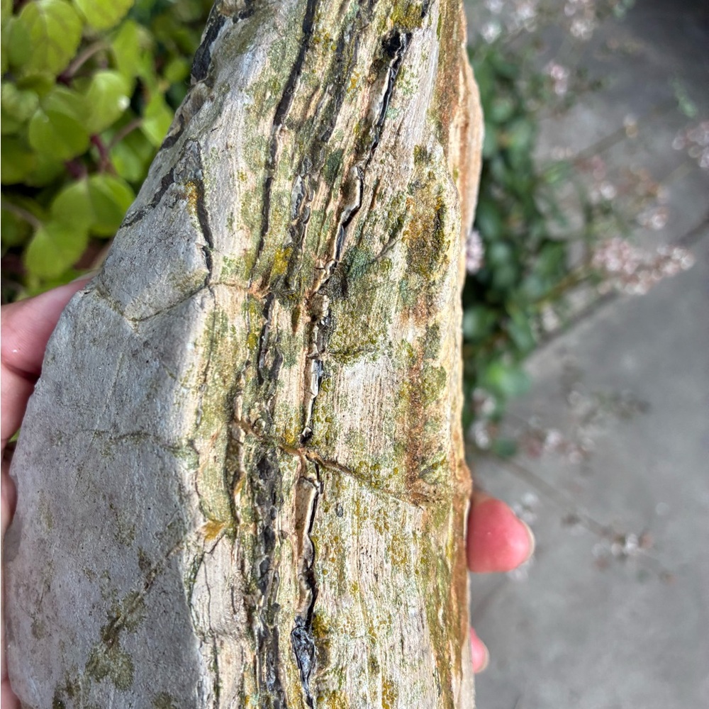 Large Rare Petrified Wood W Agate Veins Specimen Rough 4.4 Lbs - Picture 16 of 16